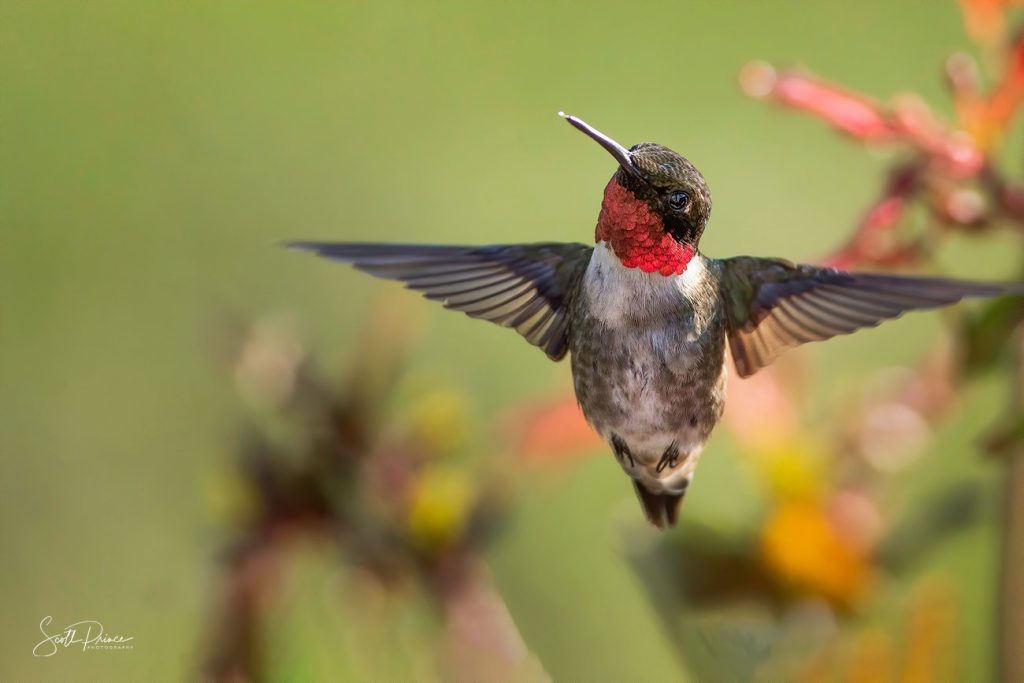 Ruby Throated Hummingbird