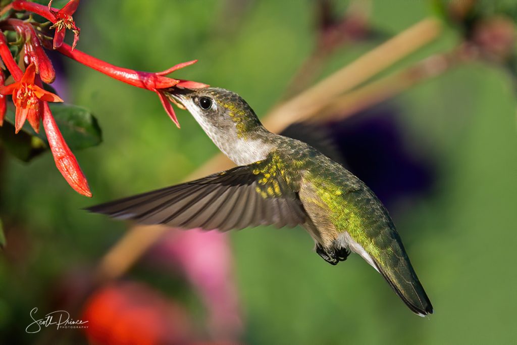 juvenile ruby throated hummingbird