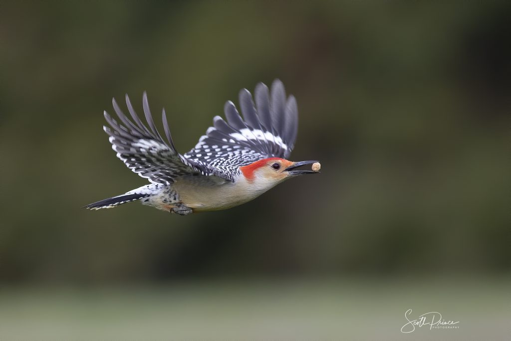 red bellied woodpecker flying