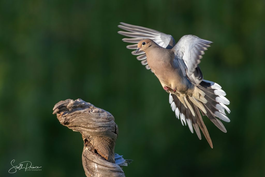 Learn Backyard Bird Photography