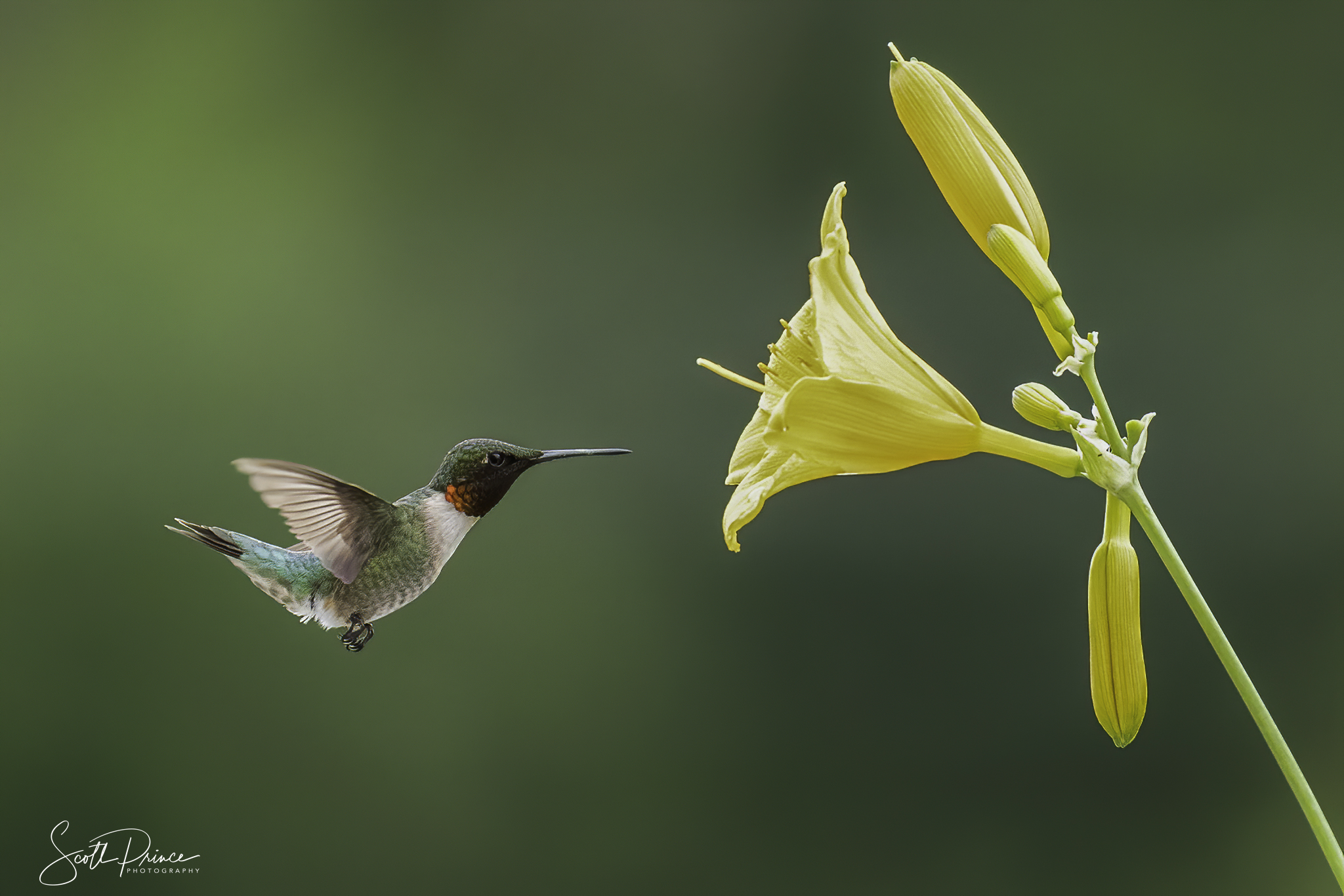 how to photograph hummingbirds