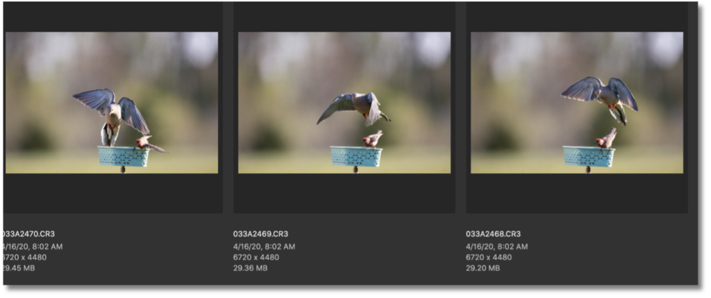 how to photograph back yard birds