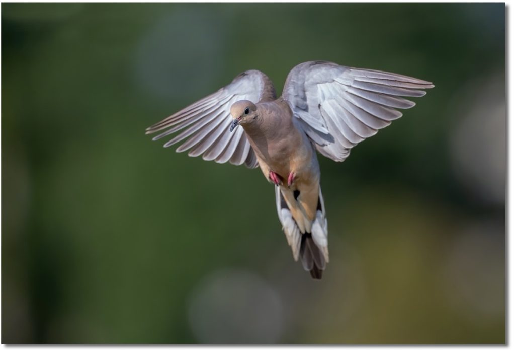 backyard bird photography