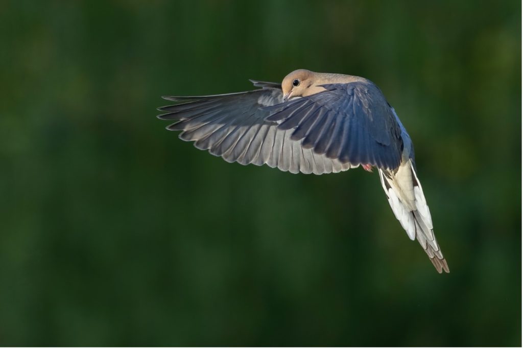 bird photography
