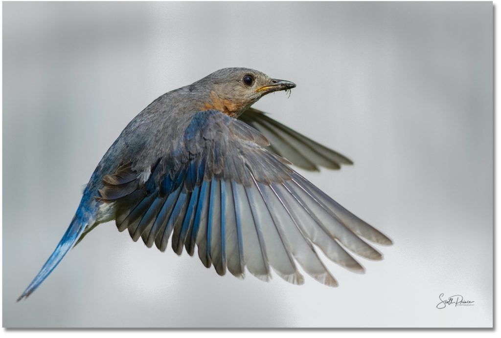 how to photograph backyard birds