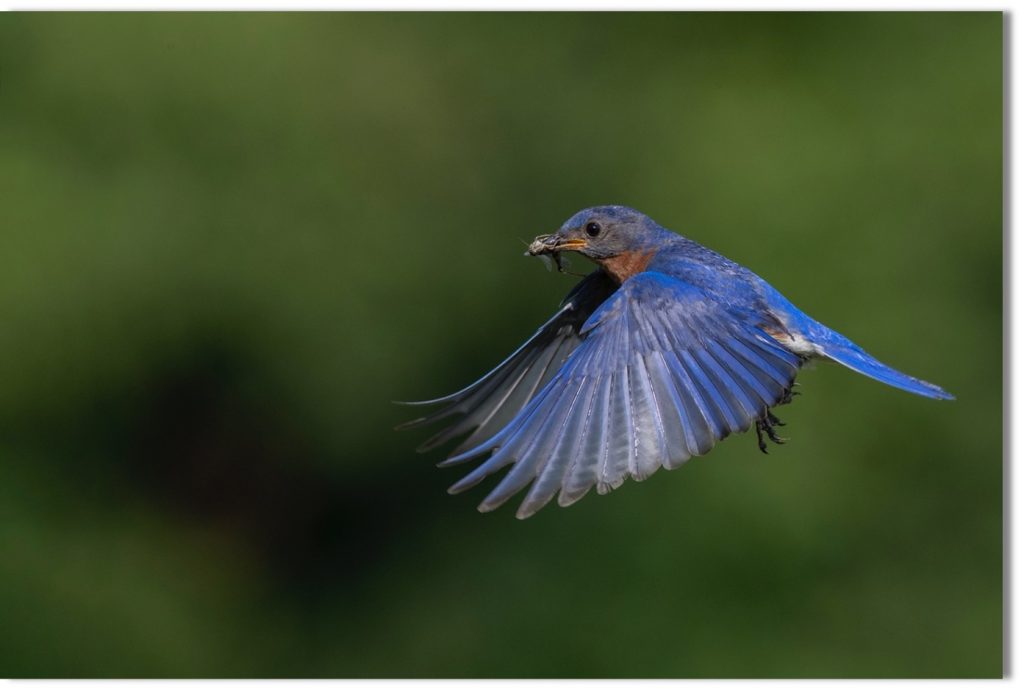 how to photograph backyard birds