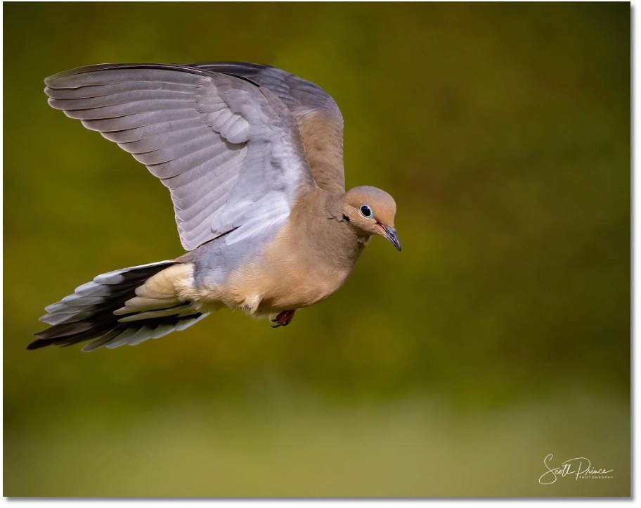 learn backyard bird photography