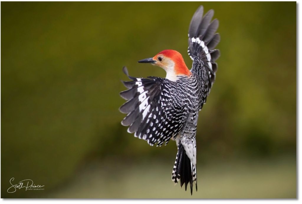 learn backyard bird photography