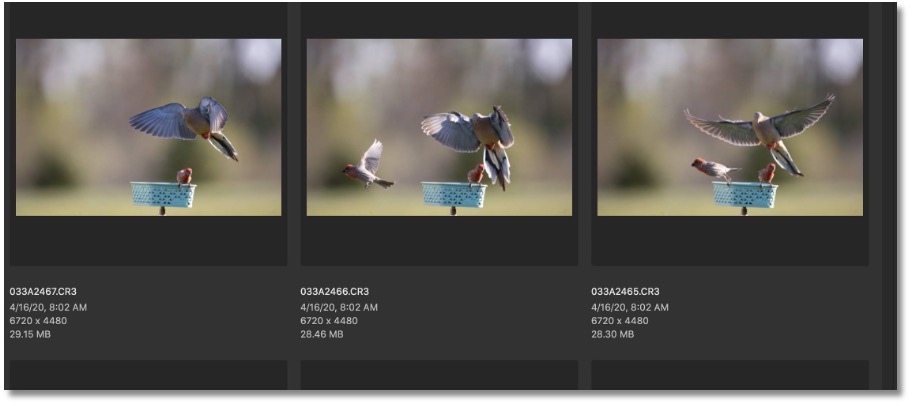 how to photograph mourning dove