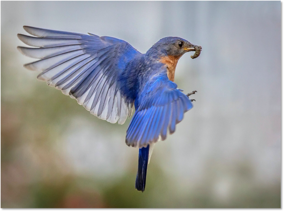 how to photograph backyard birds