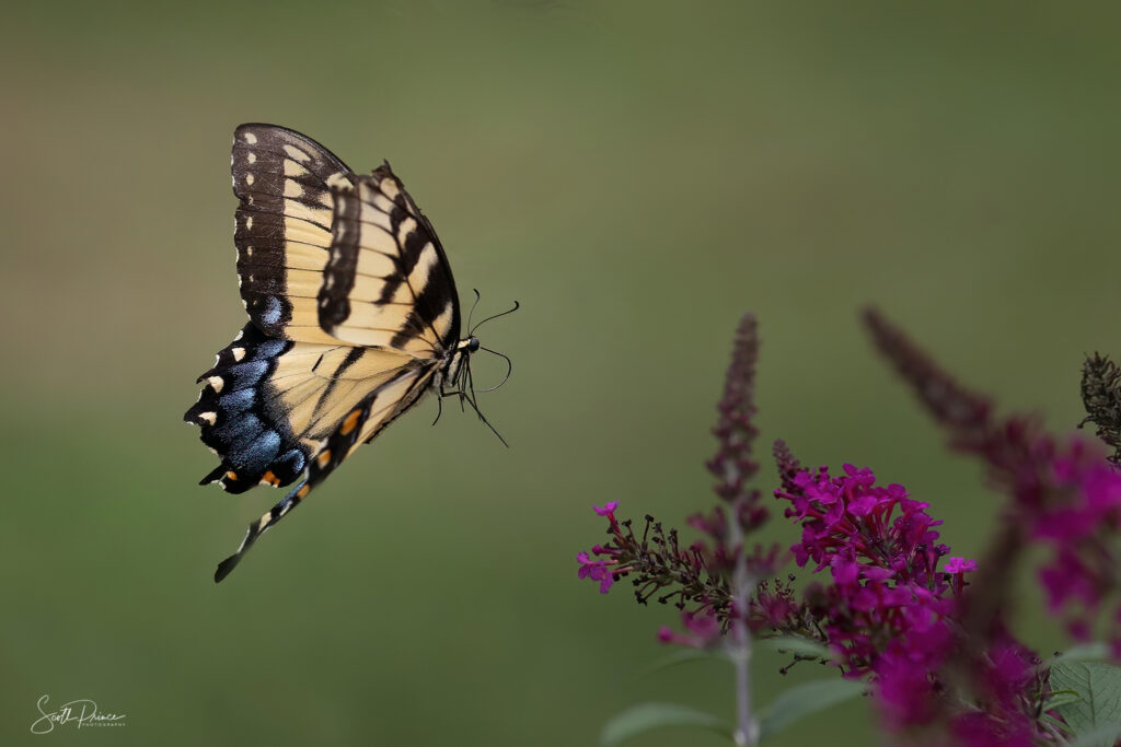photographing butterflies