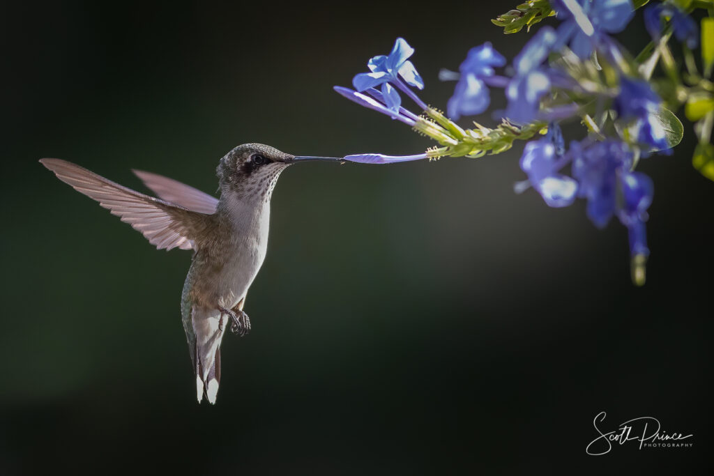 how to photograph hummingbirds