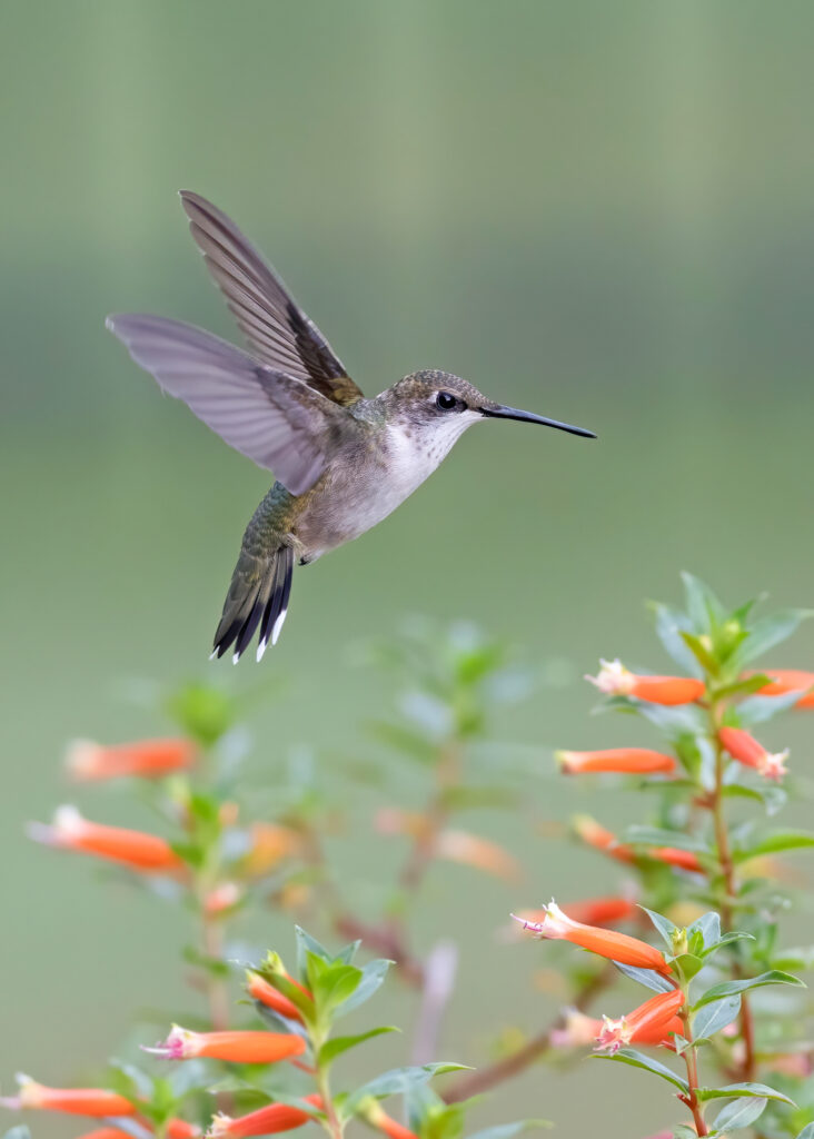 hummingbird photography