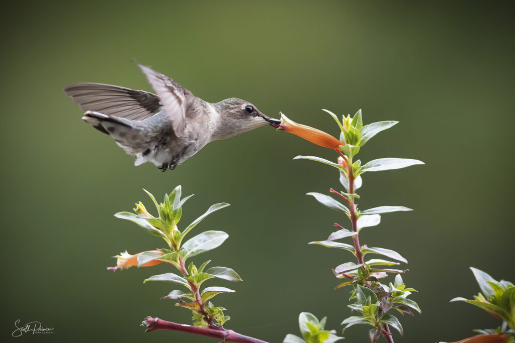 how to photograph hummingbirds