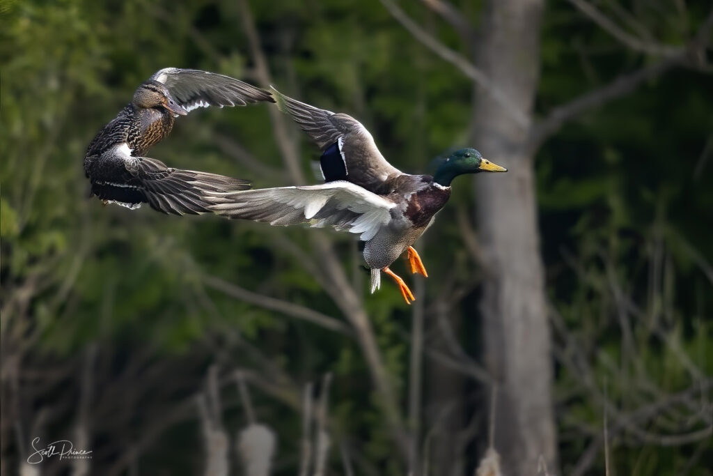 Pair of Mallard ducks ready to land