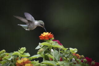 hummingbird photos