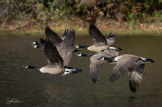 Flock of Canadian Geese taking off