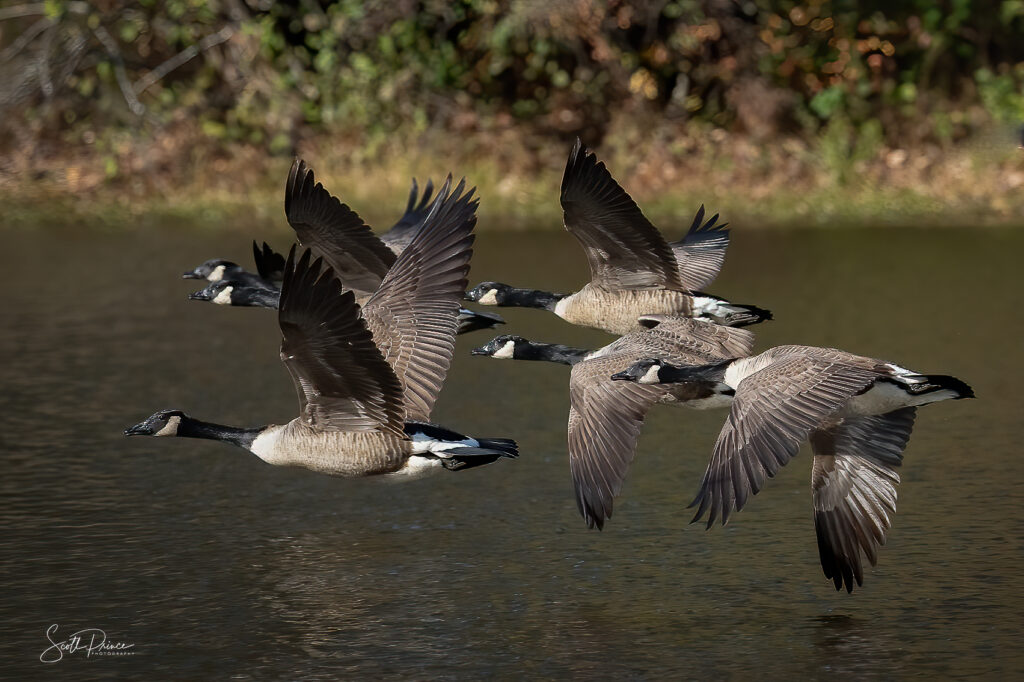 Flock of Canadian Geese taking off
