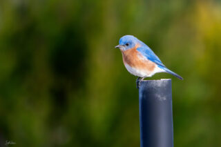eastern bluebird