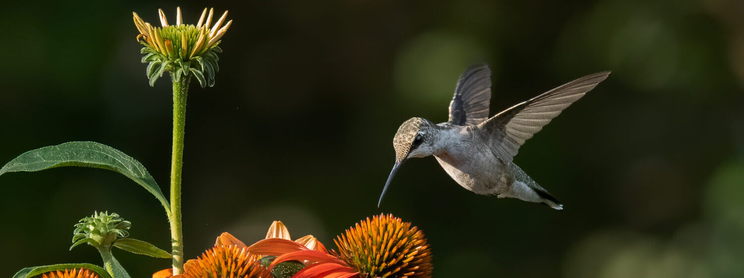 Scott Prince Photography